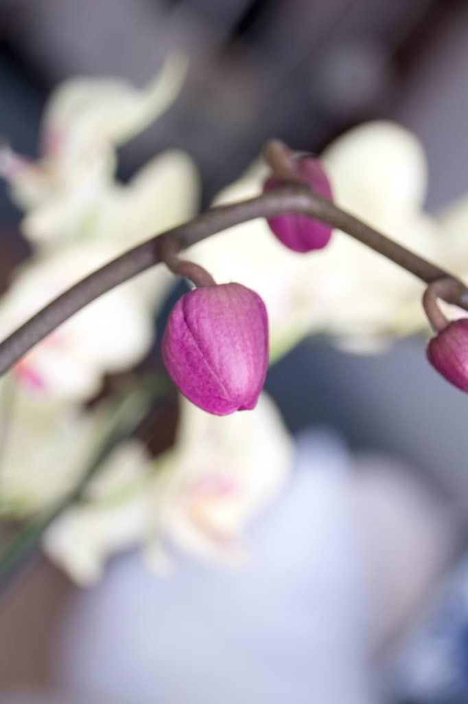 foto_izziv_globinska_ostrina_3